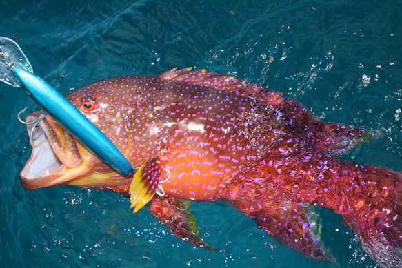 Coronation Trout released at Exmouth